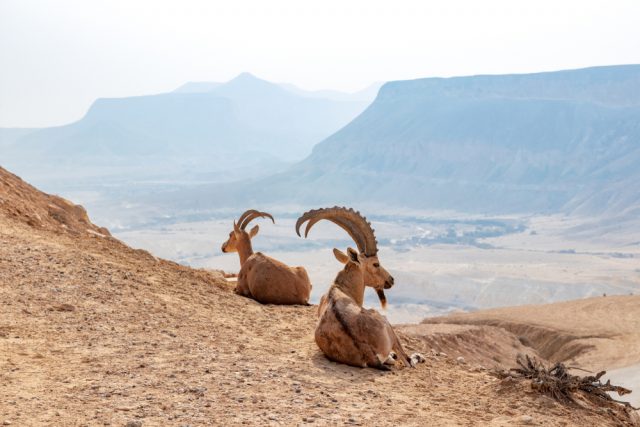 Walia steenbok Ethiopië | Groepsreizen